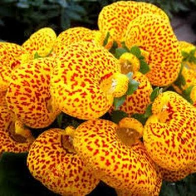 F07