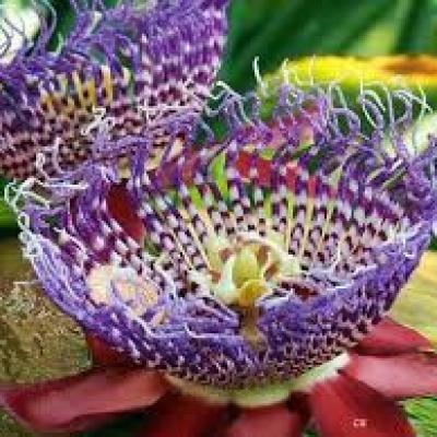Flores Raras